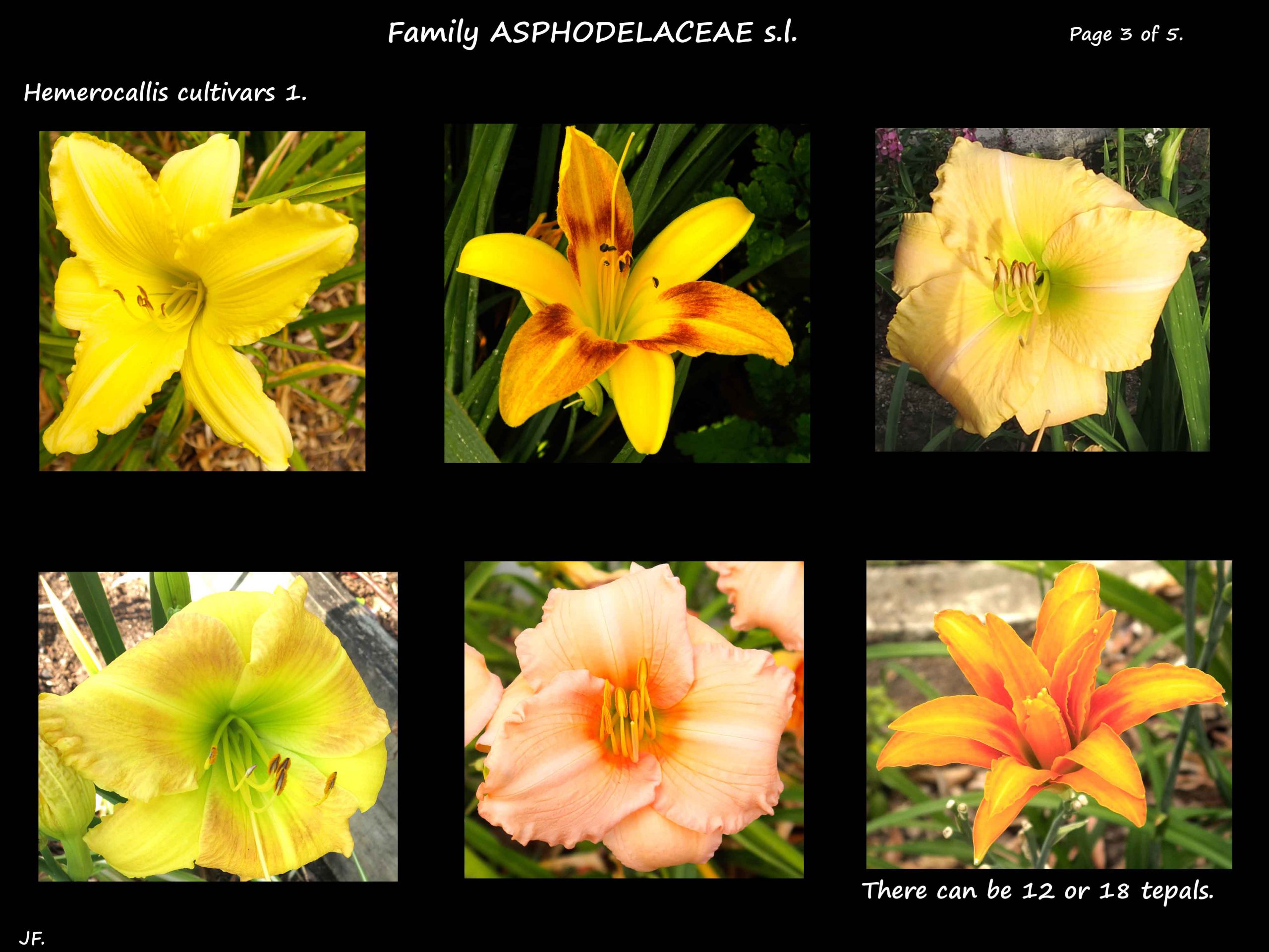 3 Yellow Hemerocallis cultivars